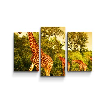 Obraz - 3-dílný Žirafy