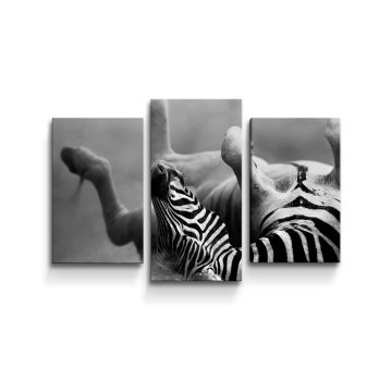Obraz - 3-dílný Válející se zebra